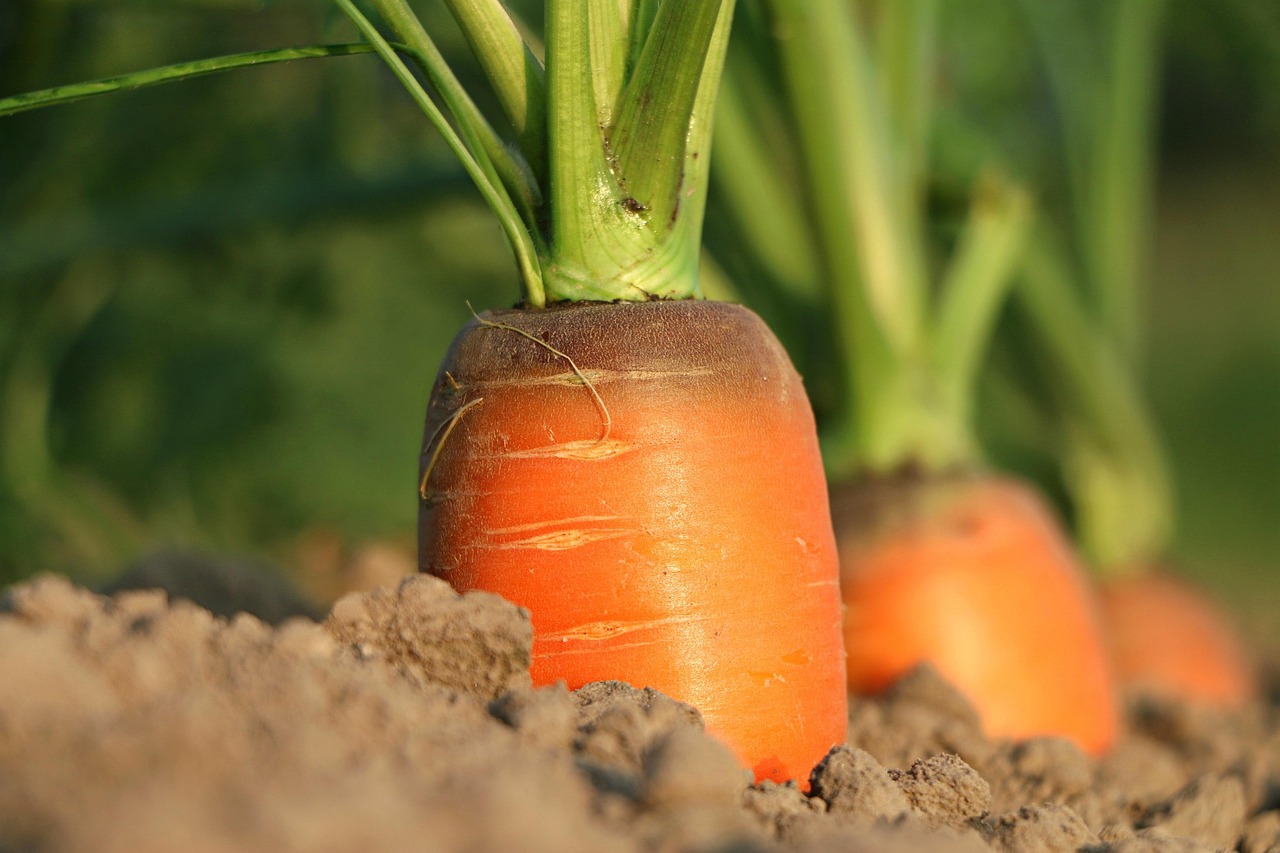 Promoting Soil Health & Food Security